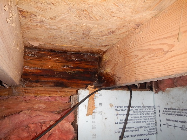 mold on a rim joist seen by home inspector in crawlspace in petersburg indiana