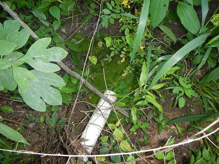 septic failure found on a home inspection near jasper indiana