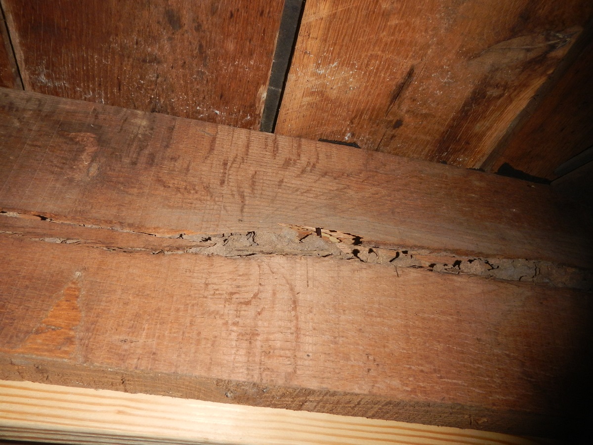 Termite damage to the floor structure found by the home inspector in Newburgh, IN.